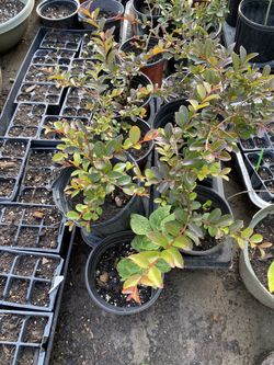 Crape Myrtle plants