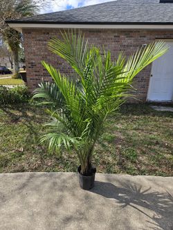 Majesty Palm 3 Gallons Pot Live Plants 
