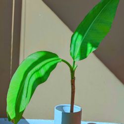 Banana Tree Statement Plant/ Indoor Plant/ House Plant Flower Patio Garden 