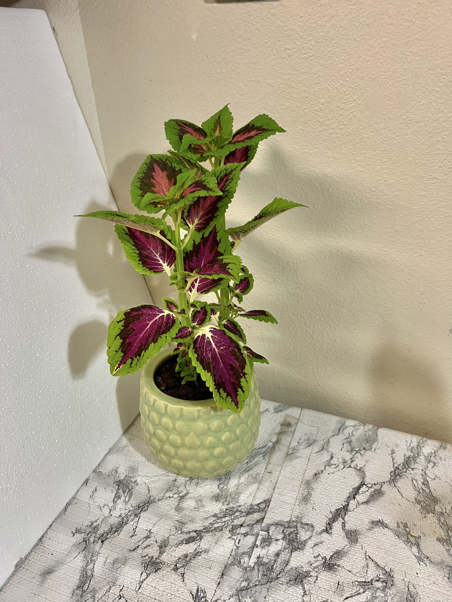 Coleus Plant 