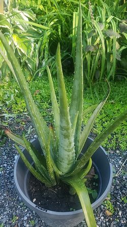 Aloe Vera plant