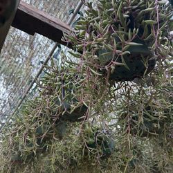 Selling Plants Wholesale Let Me Know How Many Youre Interested In