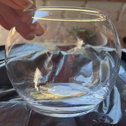 Plant And Glass Bowl