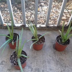 REAL ALOE VERA PLANTS