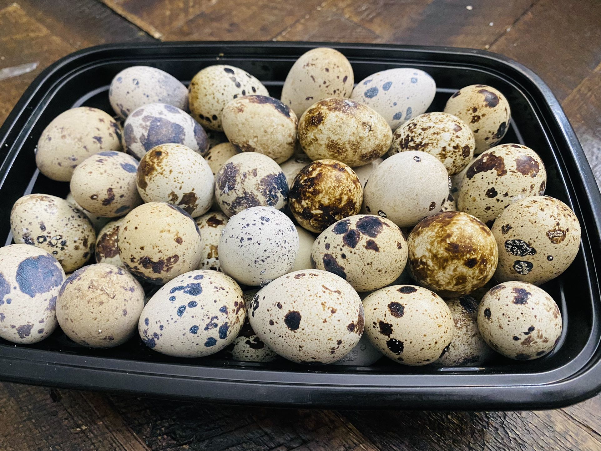 50 Quail Eggs $20 Fresh Organic 