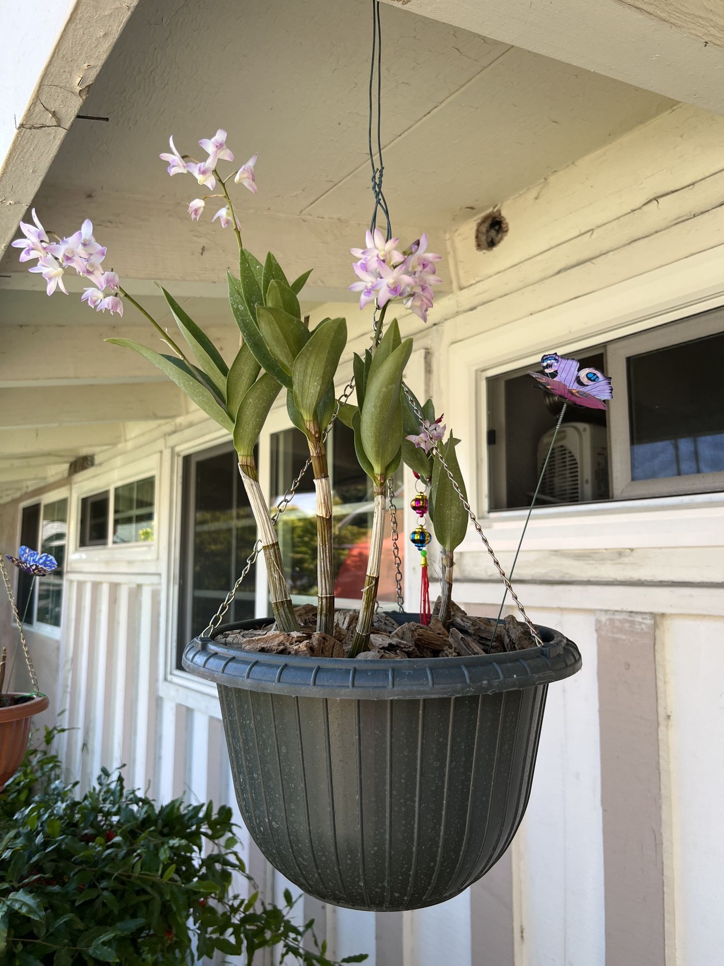 Beautiful Australian Dendrobium Kingianum Purple White Fragrance Orchid Flowers Pot