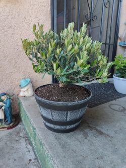 Dwarf Olive Bonsai Tree