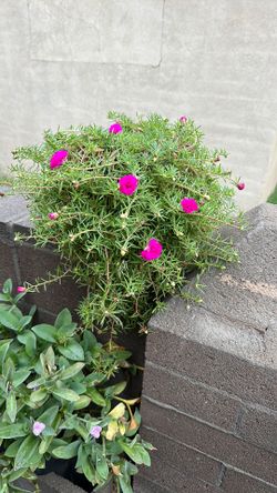 Amor De Un Rato  $10 