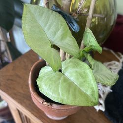 Arrowhead plant 