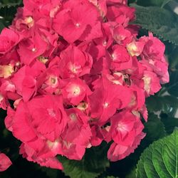 Hortencias / Hydrangeas
