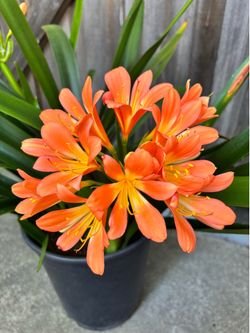 Clivia plant