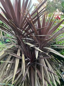 Yuca planta