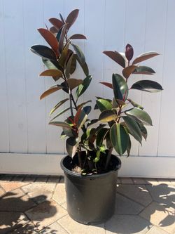 Rubber tree plant