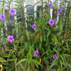 FREE Ruellias (Mexican Petunias)