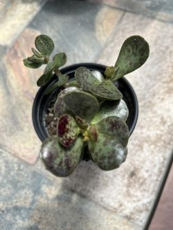 Adromischus Maculatus