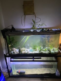 80 Gallon Aquarium, 55 Gallon Aquarium, Im Stand, Fish