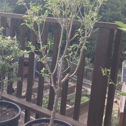 Established Thai Chili Pepper Plant