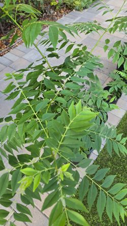 Curry leaf plant