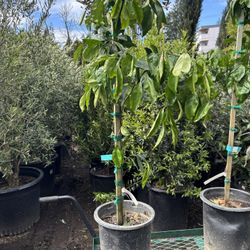  Citrus Mandarine ‘Owari’ 5gal 3’