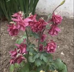 Outdoor Flowers - GRANDMA COLUMBINE