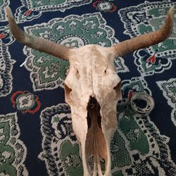 Bull skull