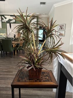 Large Faux Dracaena Marginata (Dragon Tree) – Decorative Bamboo Planter