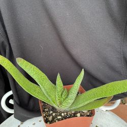Suculenta