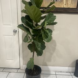 Fiddle Leaf Fig 5 Ft