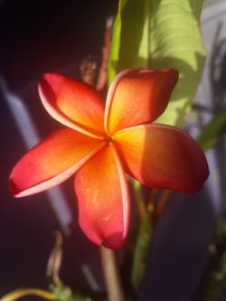 Nebels RAINBOW PLUMERIA