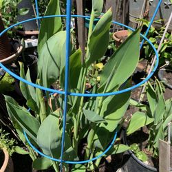Big  Calla Lilies Plants Flowers 10 Gallon Container.