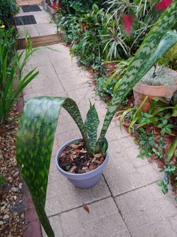 Beautiful snake plant