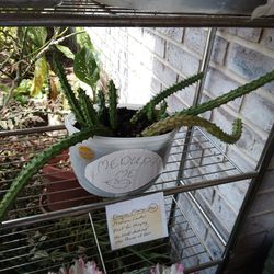 Dragon Flower Medusa Potted Plant $25 -Ship $7 Or $20 Deltona. FL Pickup 