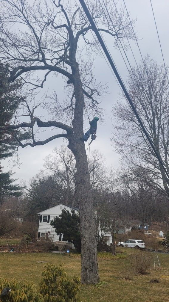 Tree Works Free Estimate (contact info removed)