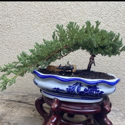 Bonsai $55 Each Many To Choose From