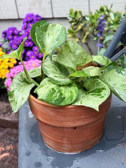 Manjula pothos