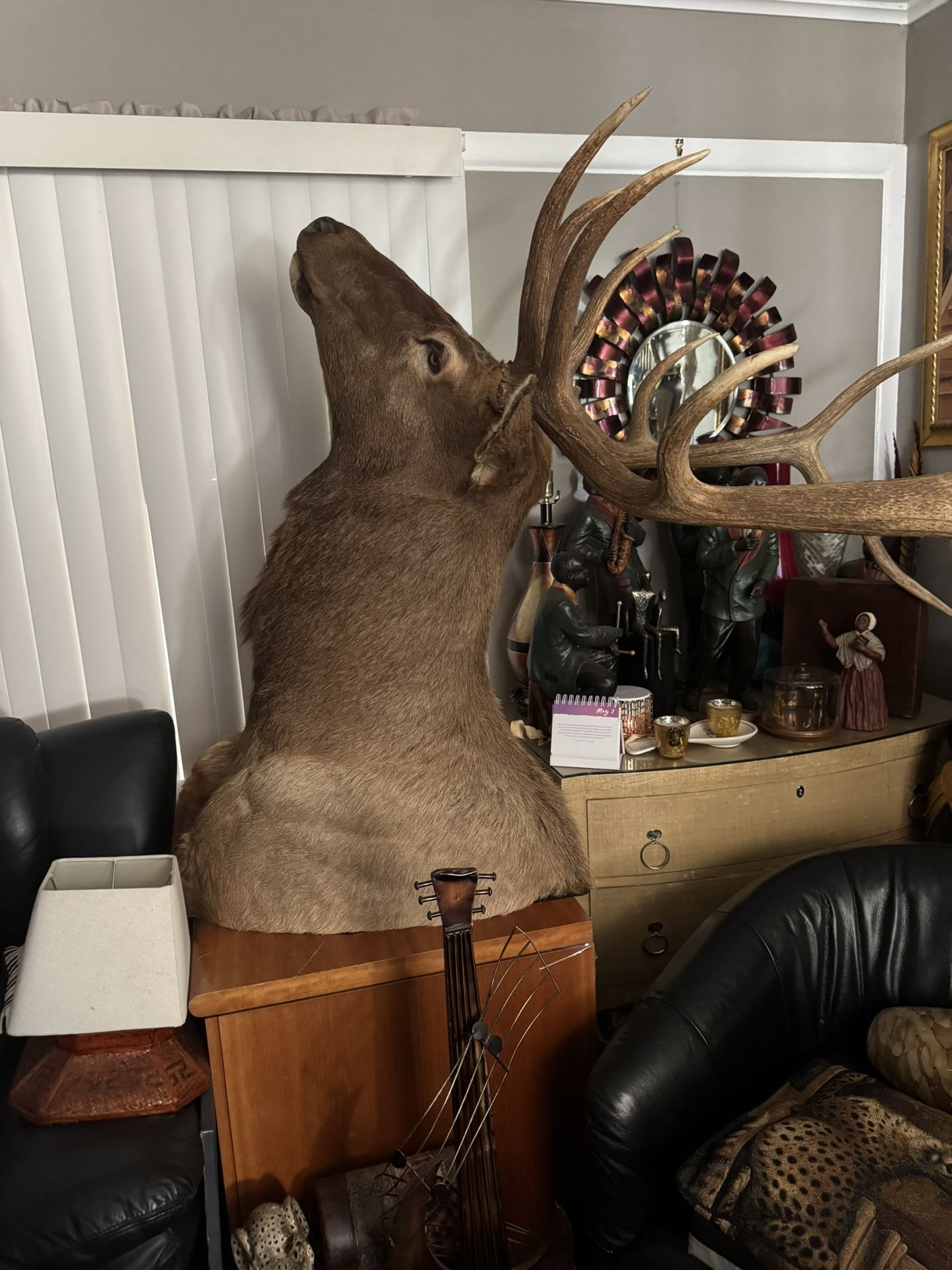 Massive Real Bull Elk Shoulder Mount Taxidermy | 6x6 Trophy Antlers | Man Cave Decor