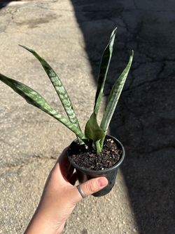 Plant
