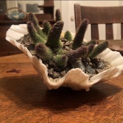 Huernia pillansii (Cocklebur) in Natural Shell Planter – One of a Kind