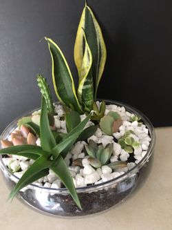A beautiful succulent arrangement