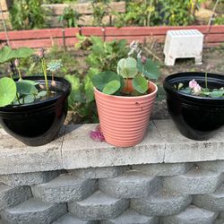 Lotus Plant For Sale - Plant With Flowers