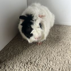 Guinea Pig