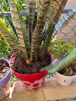 Planta