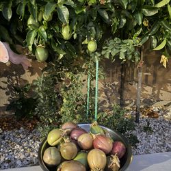 Passionfruit Organic New Season $20