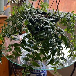 Mini Hoya live potted Plant Beautiful Flowers Pink Blooming