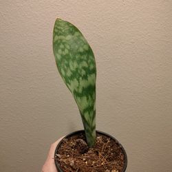 Whale Fin Sansevieria