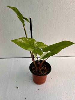 Syngonium Albo