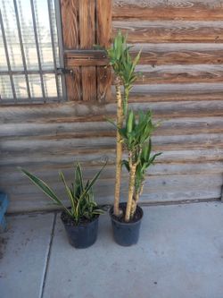 Plants