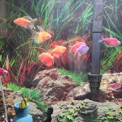 29 Gallons Fish Tank 