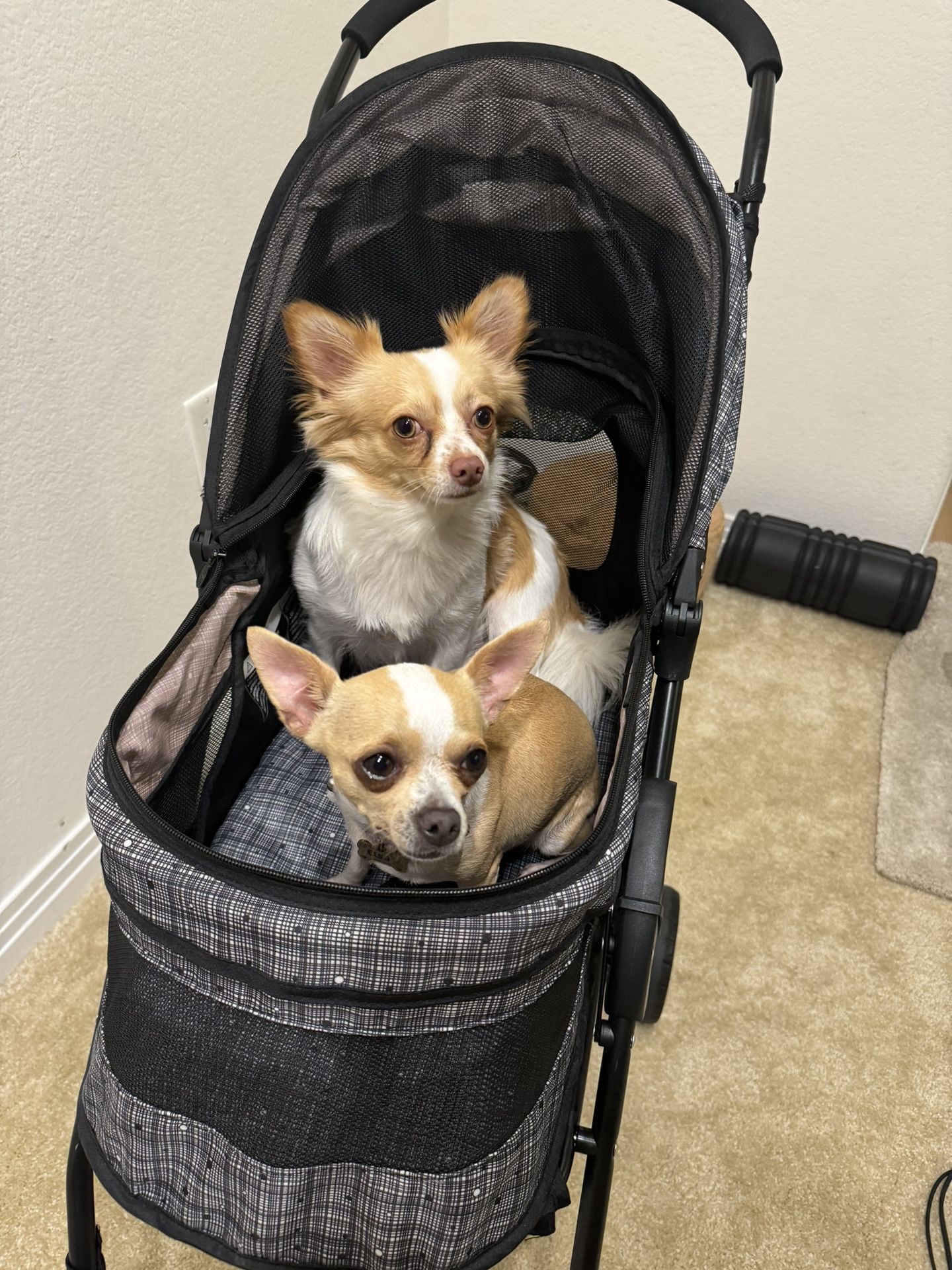 stroller for dogs of small breeds