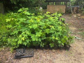 Big Leaf Maple 10$